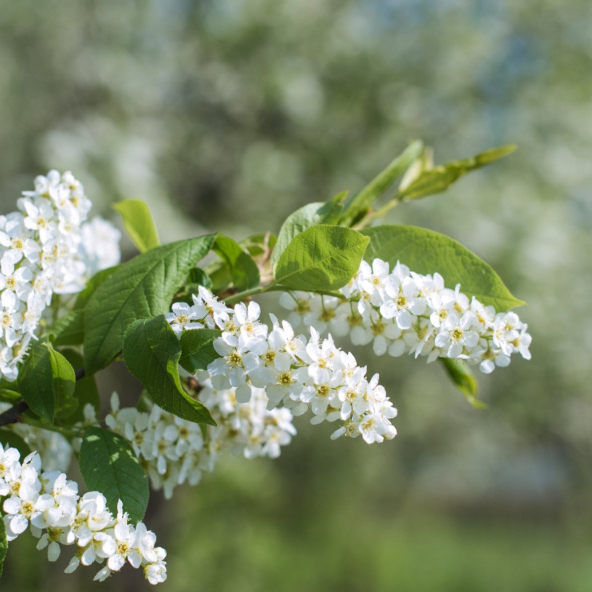 Весна дети черемуха