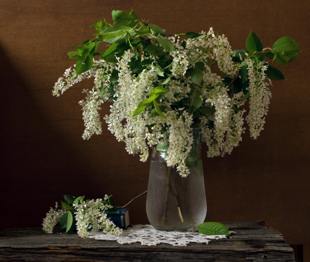 Белая сирень