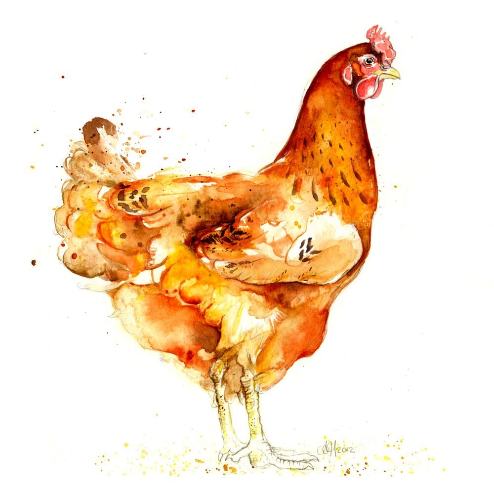 Курочка акварелью