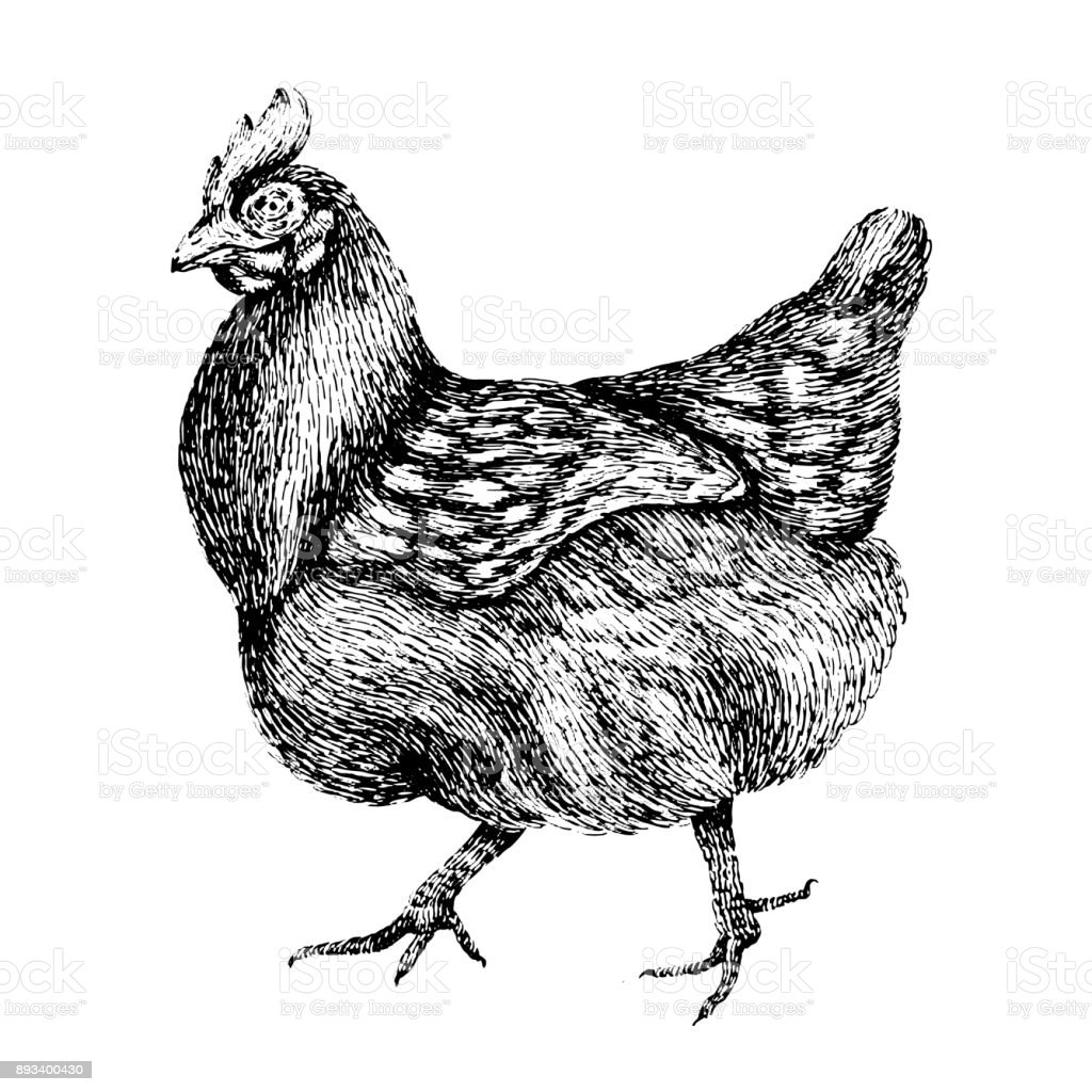 Курица вектор Винтаж
