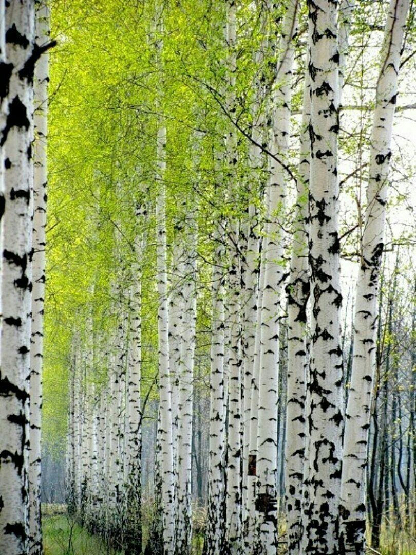 Береза береза березушка бела