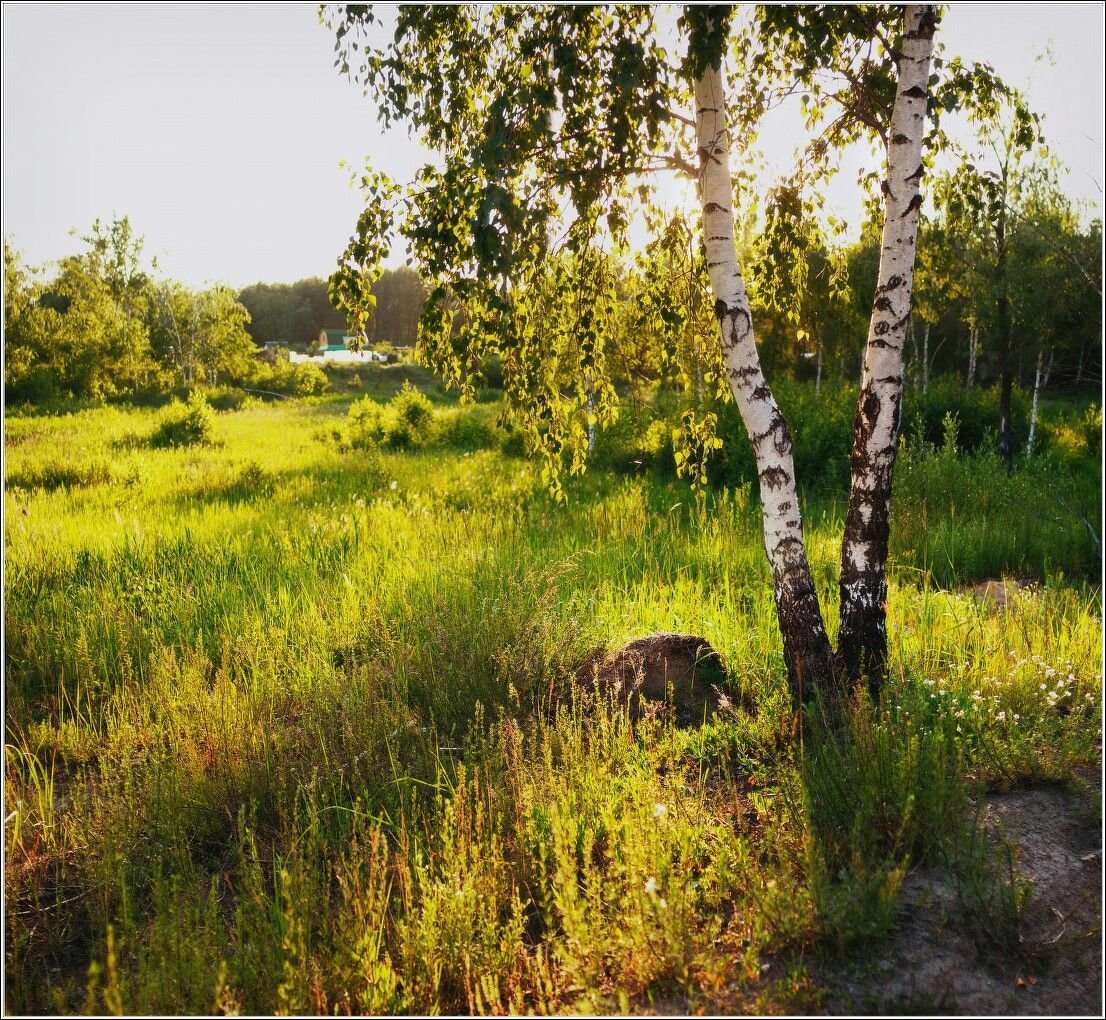 Россия Раздолье березы