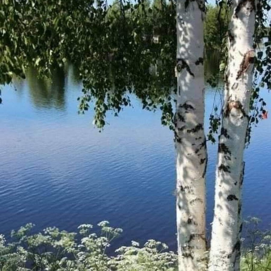 Природа березы