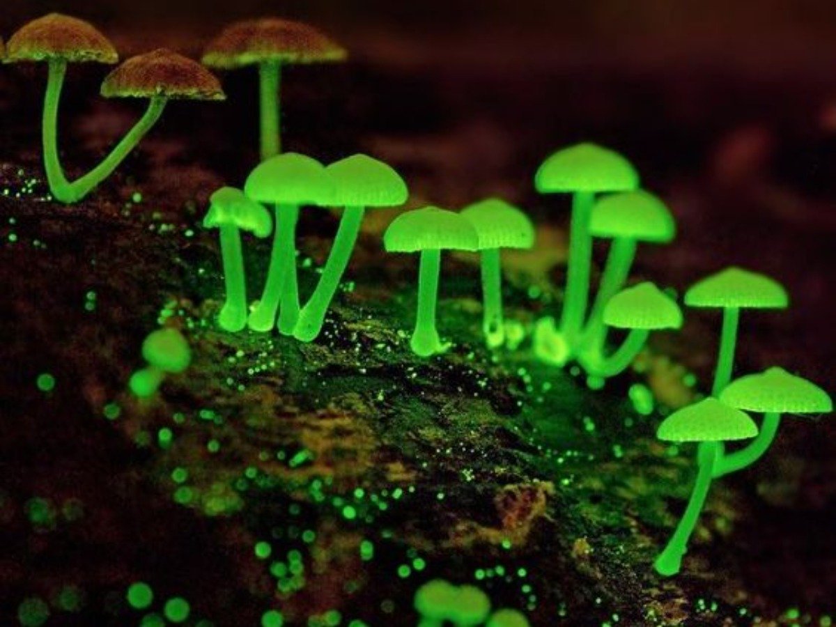 Мицена хлорофос гриб