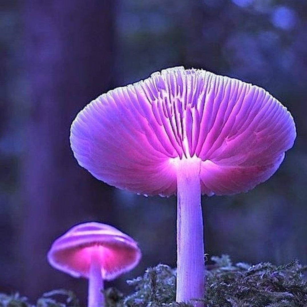 Мицена хлорофос