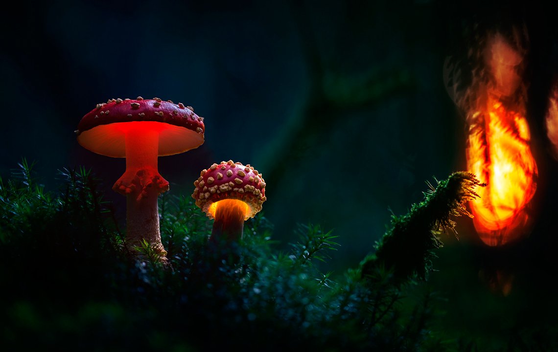 Флюоресценция грибы
