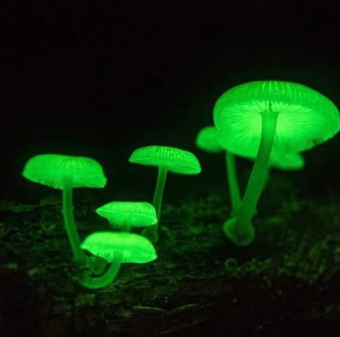 Гнилушка светится в темноте