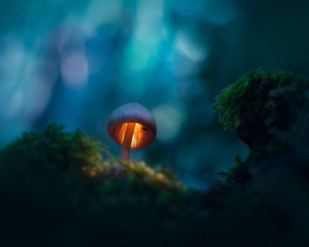Светящиеся грибы картинки