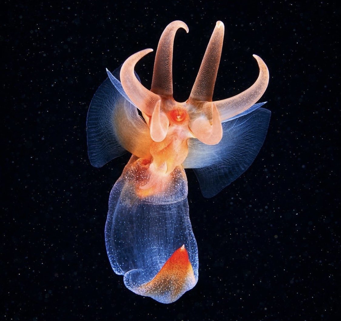 Морской ангел крылоногий моллюск