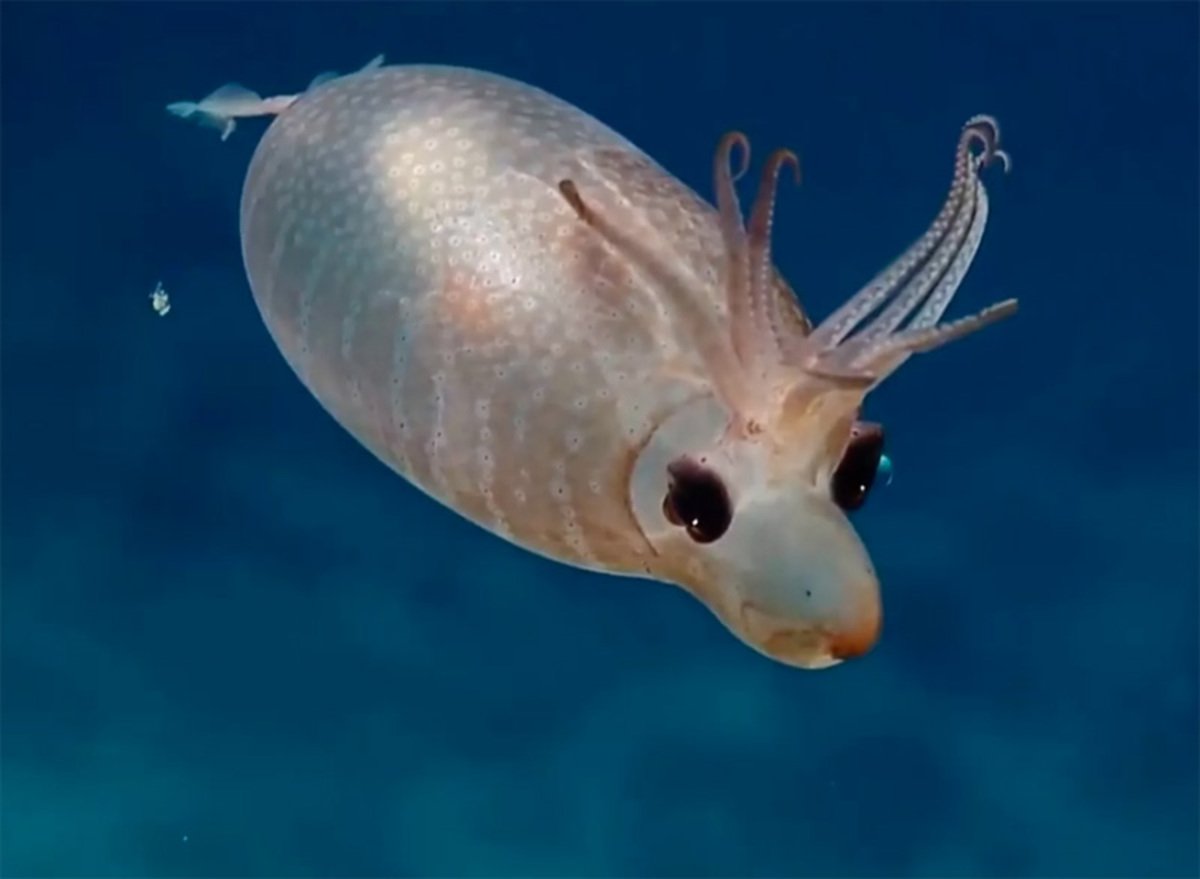 Кальмар Helicocranchia pfefferi