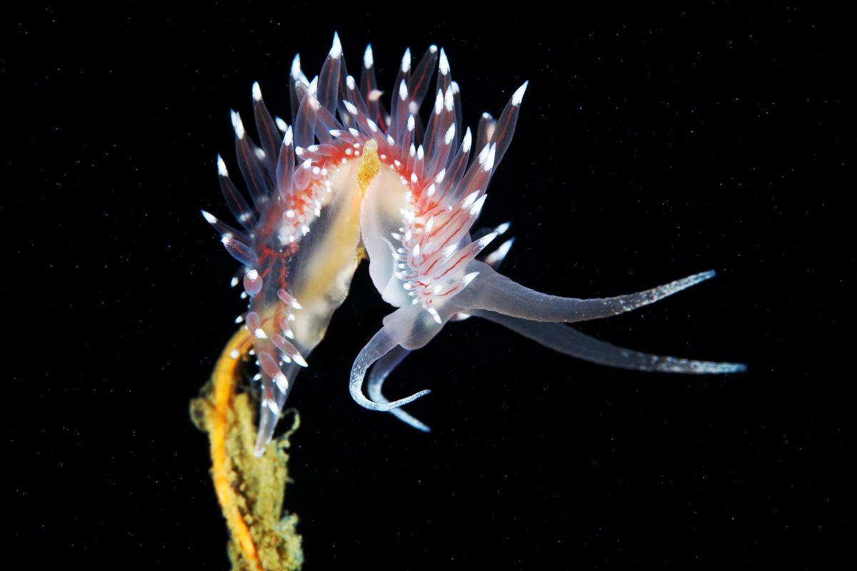 Флабеллина Полярис