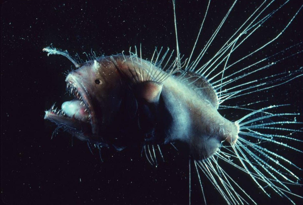 Морской чёрт удильщик