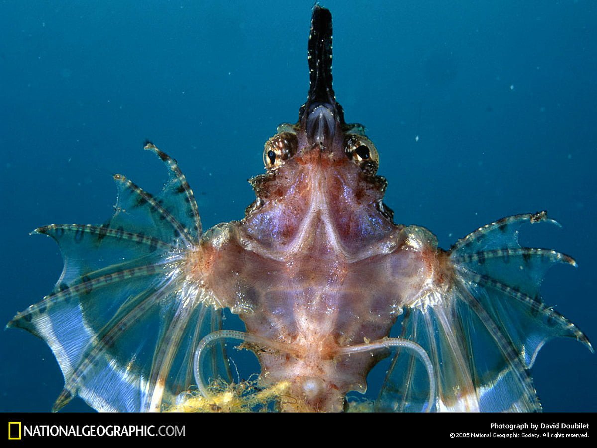 Обитатели открытой воды