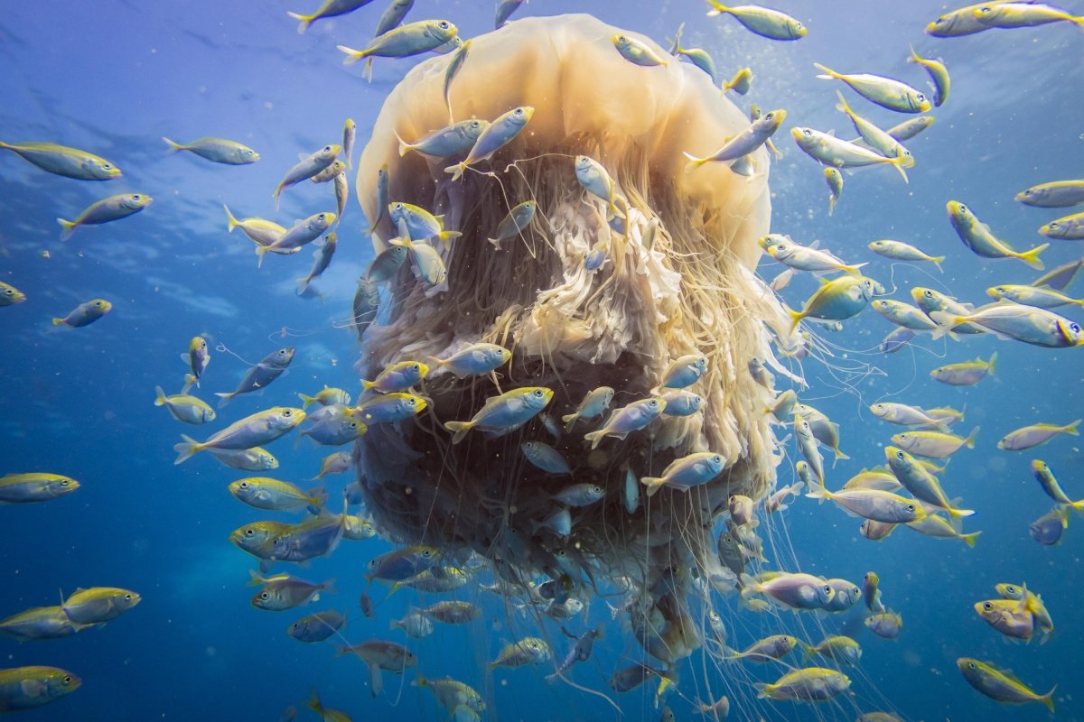 Медуза цианея и рыбы