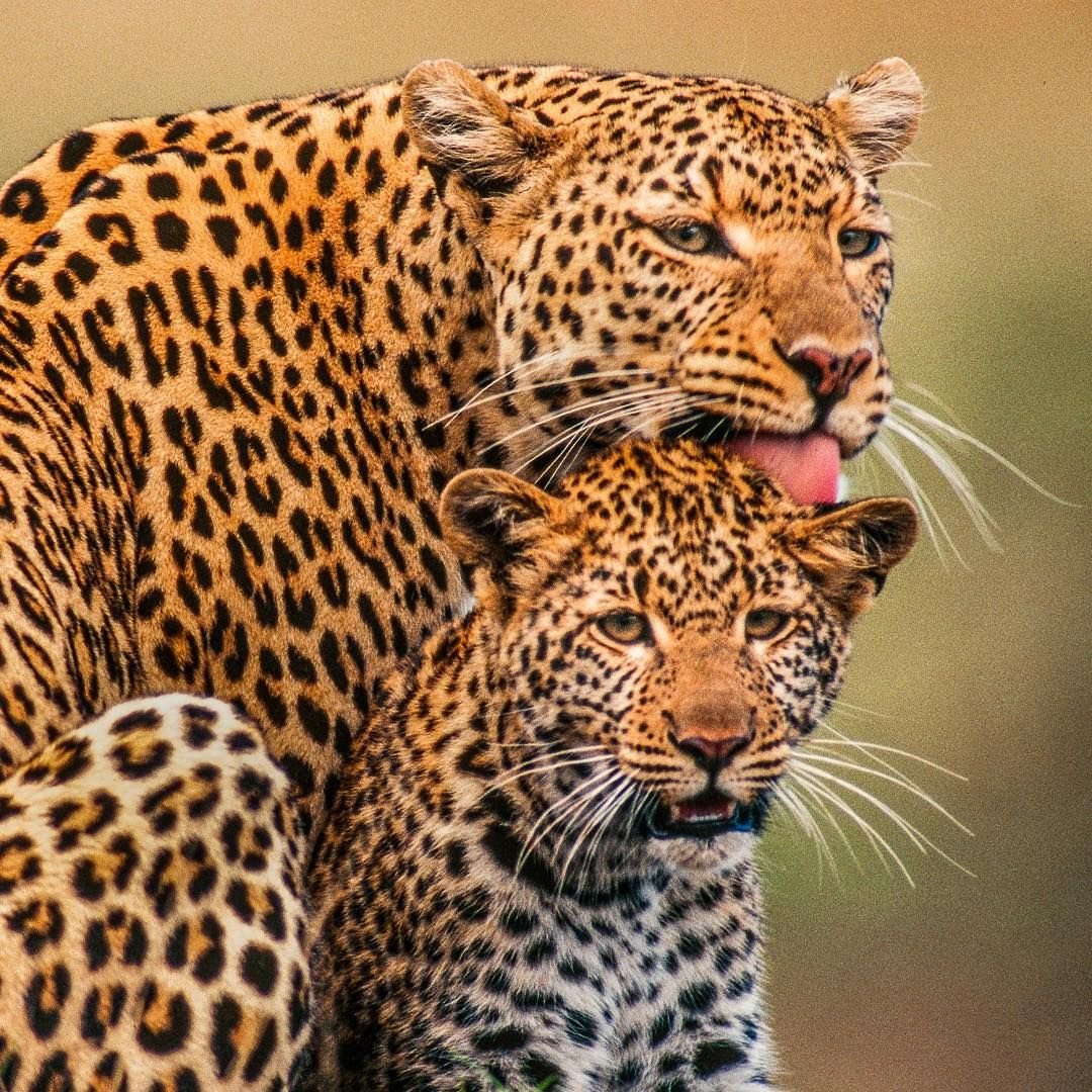 Леопард фото няшные