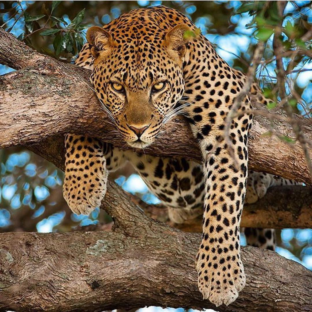 Рыжий леопард