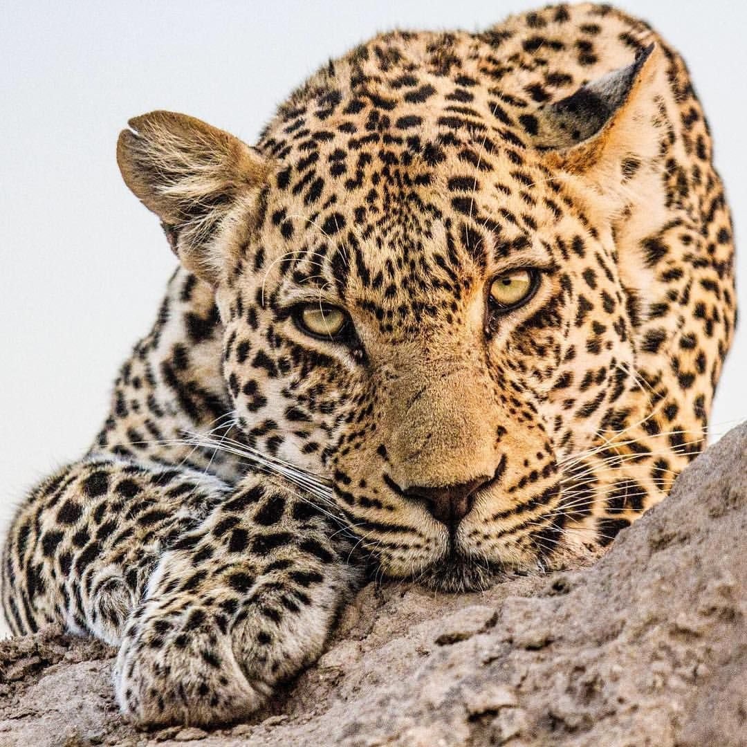 Желтый леопард