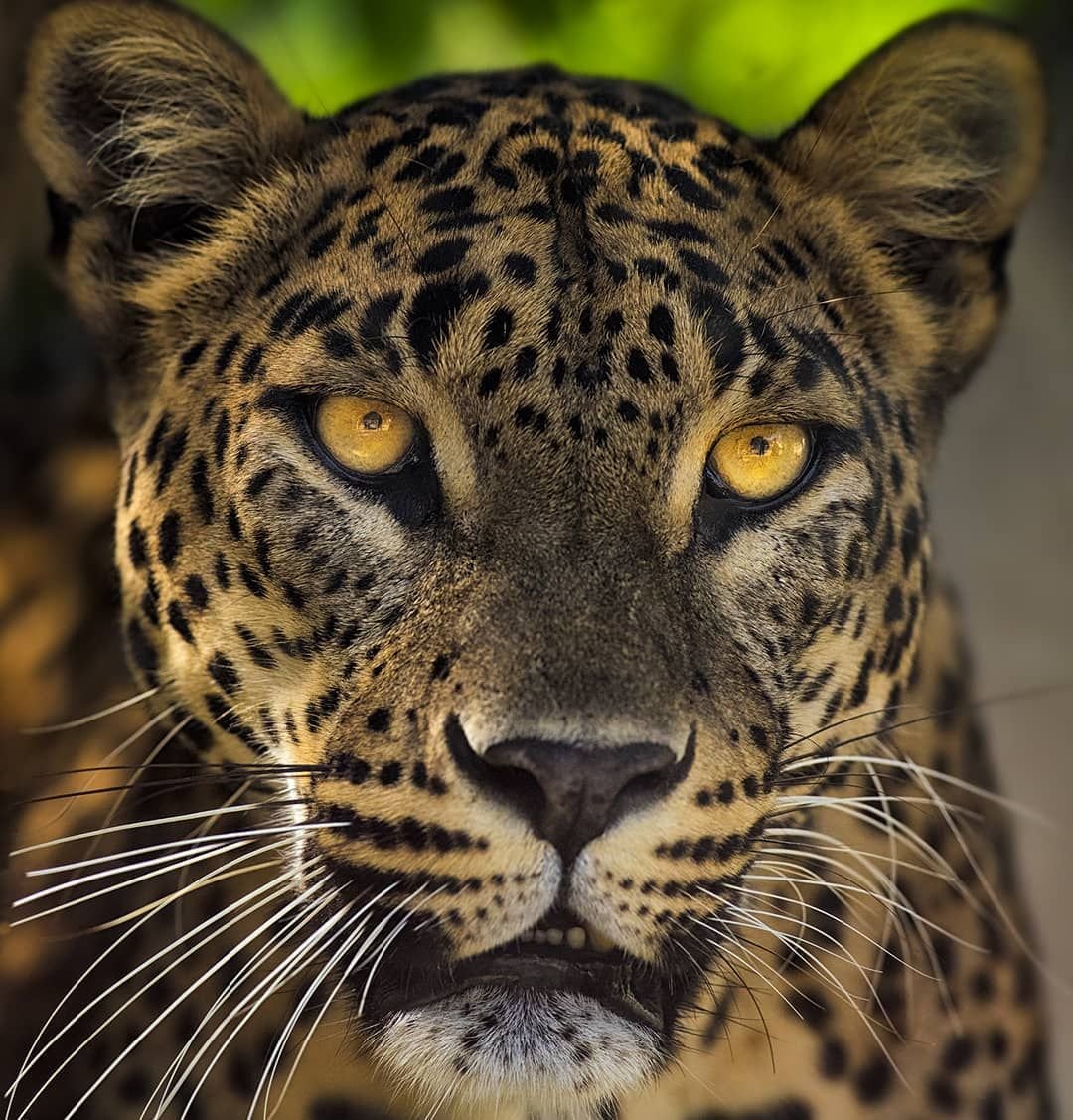 Белый Ягуар животное