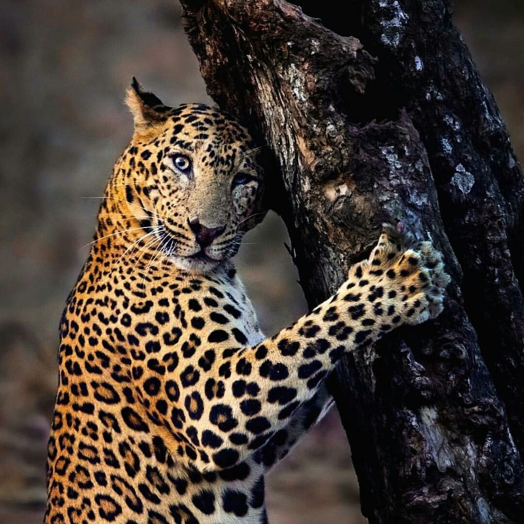 Краткое сведение о леопарде