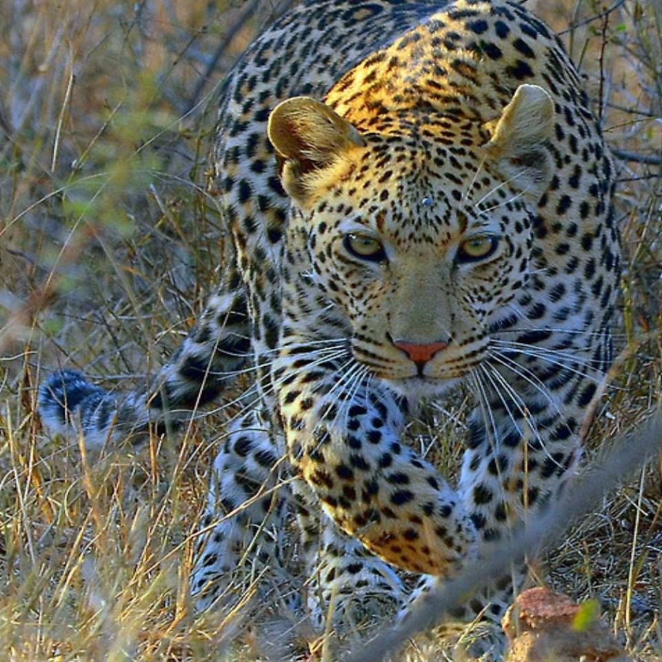 Дальневосточный леопард Детеныши