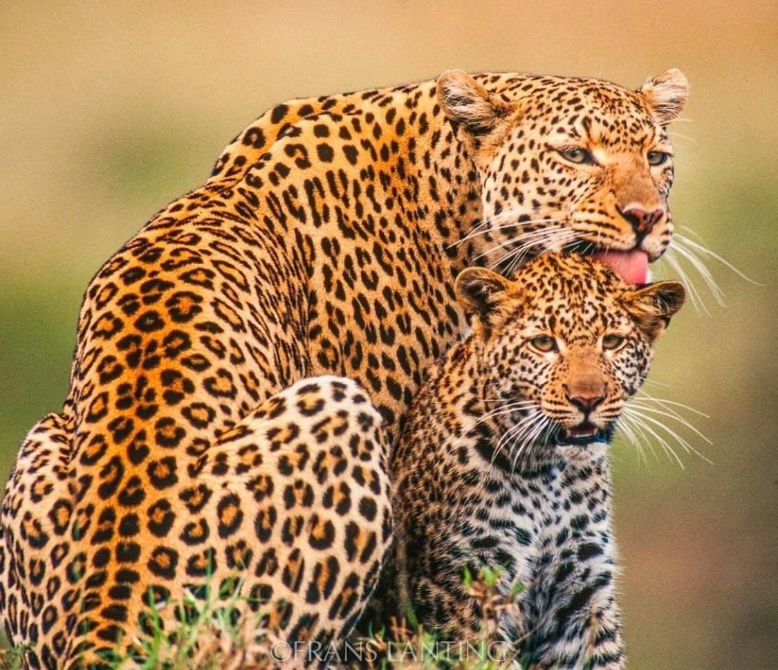 Леопард рисунок