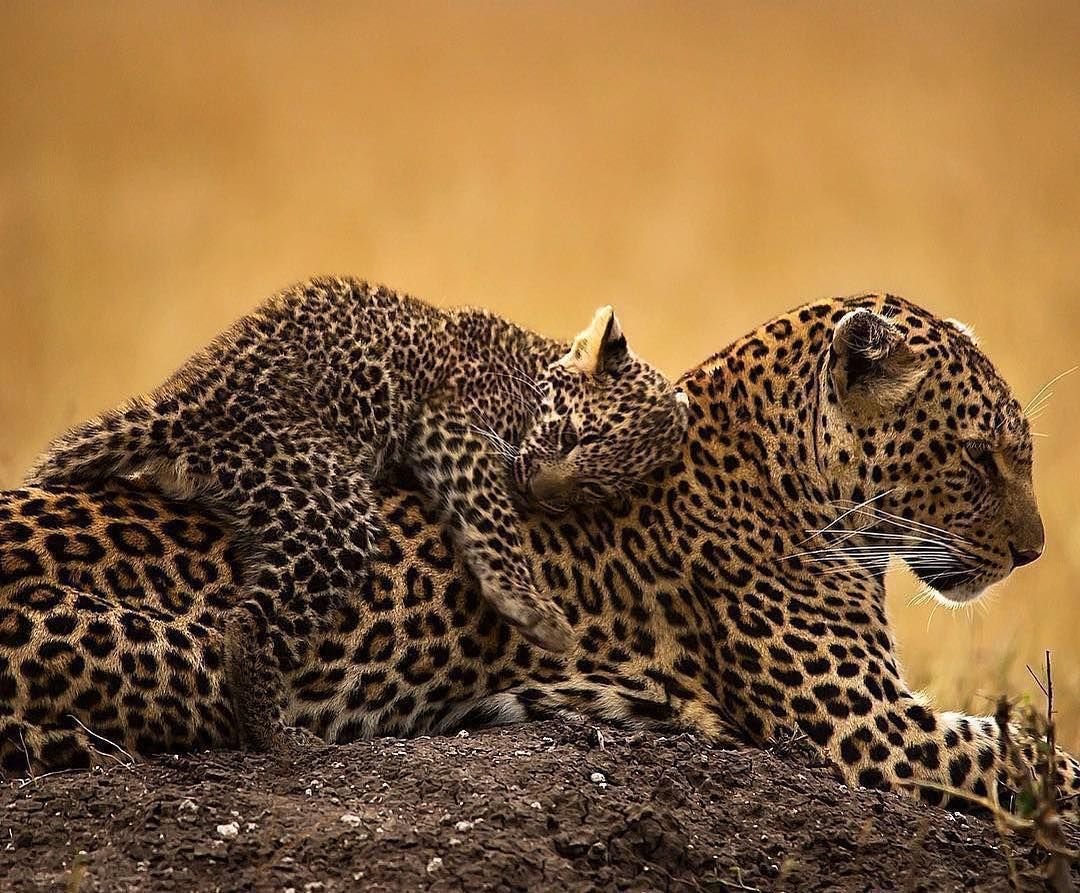 Леопард фото животного