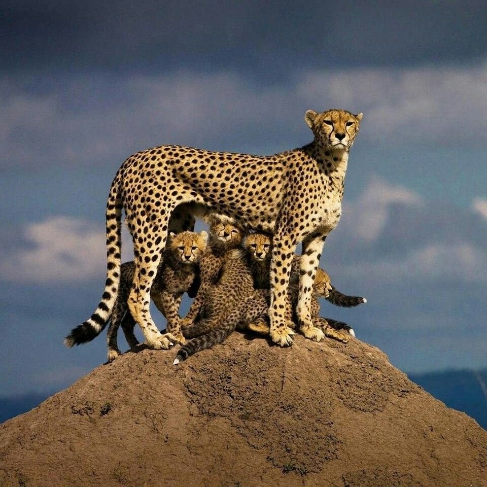 Леопард крадется