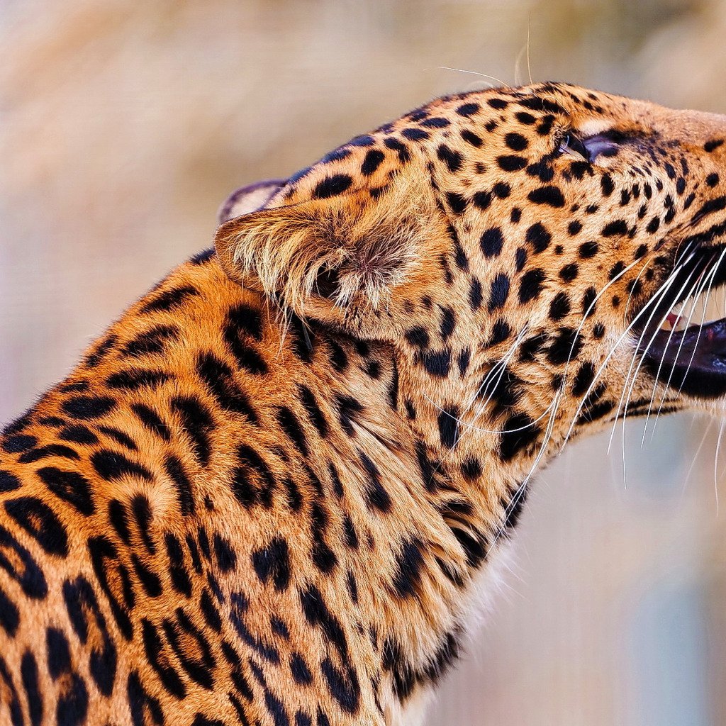 Леопард обои