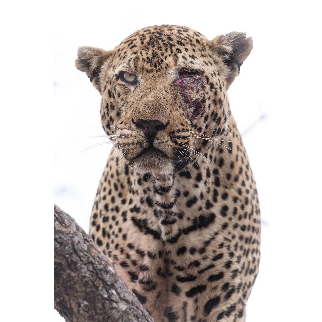 Леопард альбинос