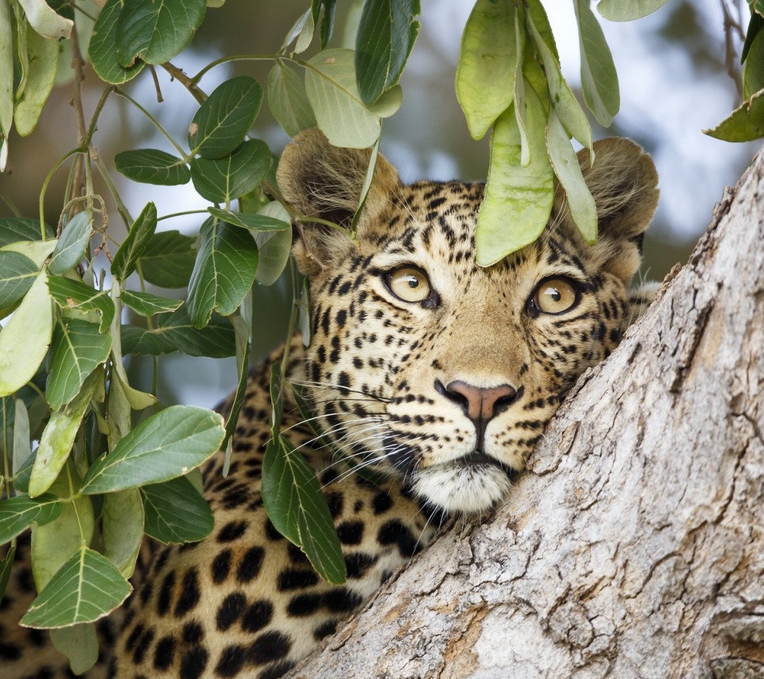 Одноглазый леопард