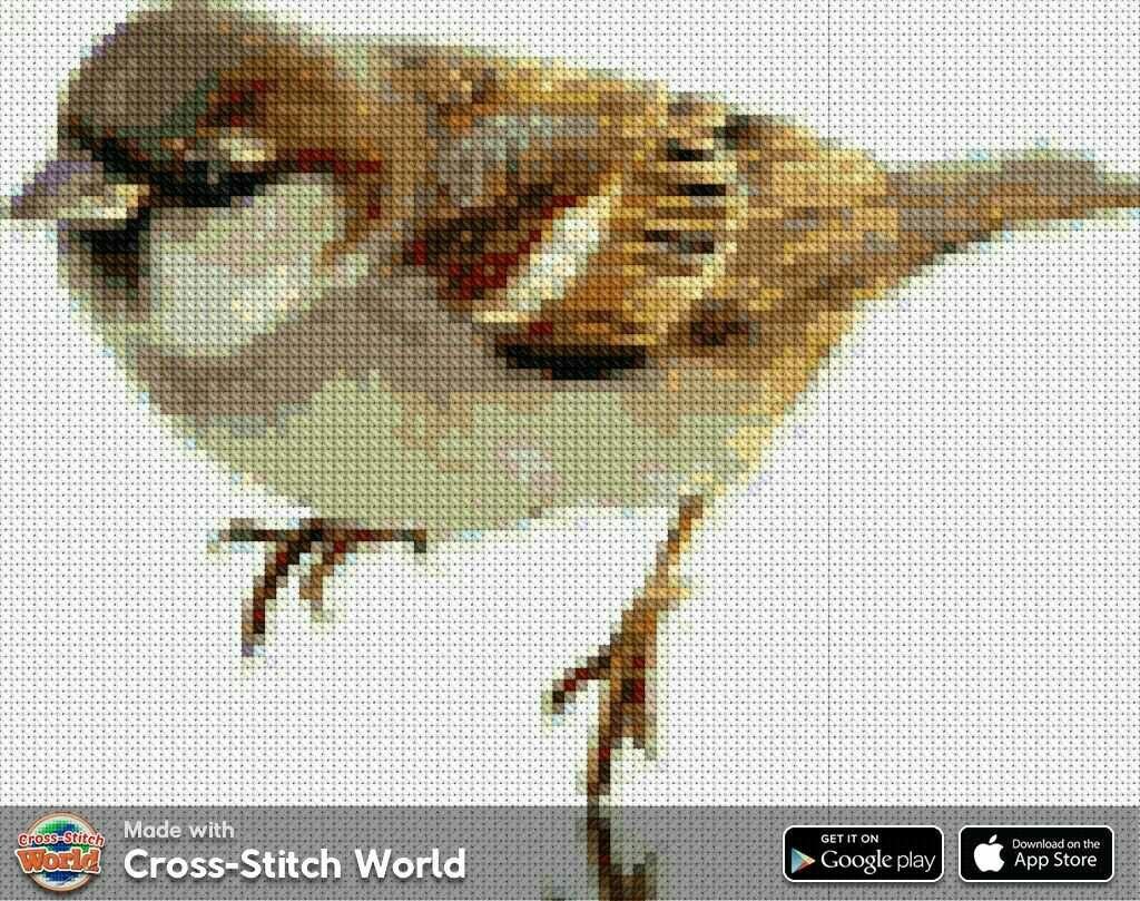 Мультяшные Совы Сипухи