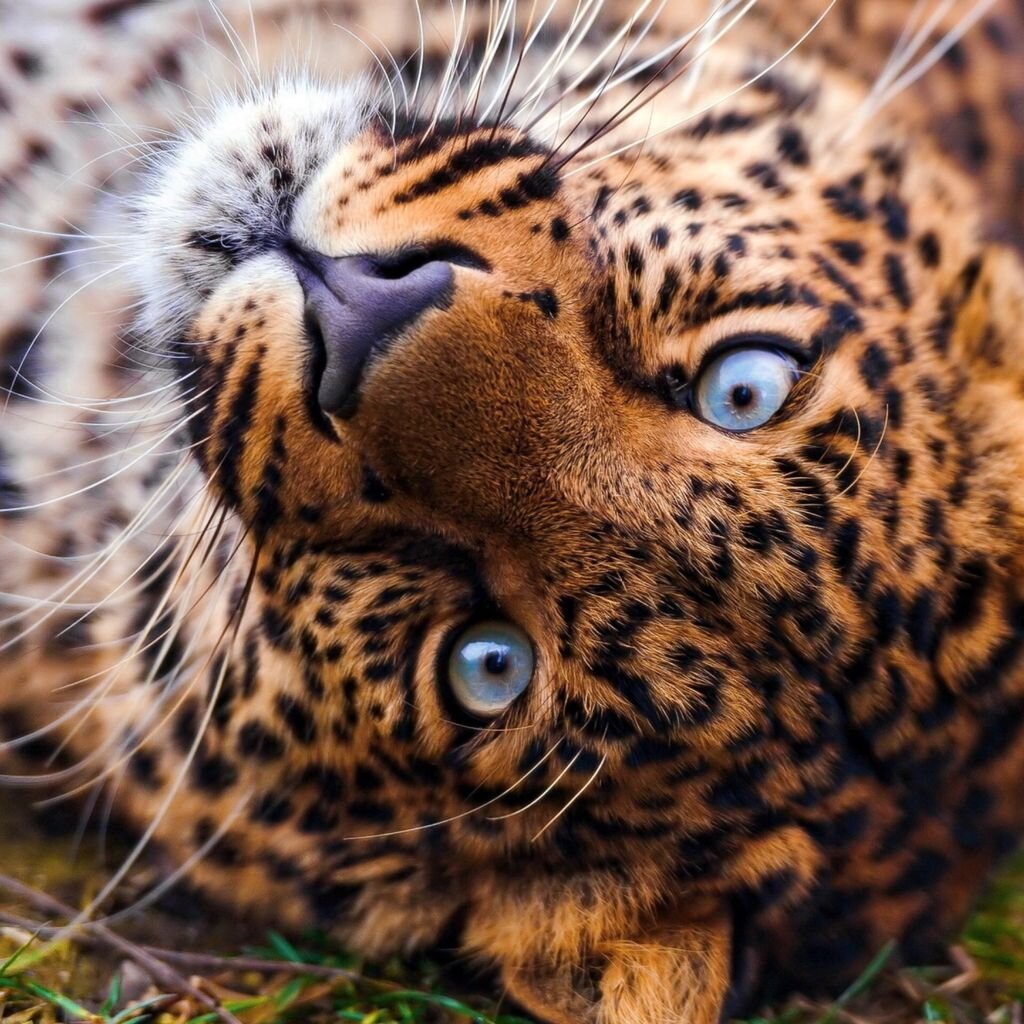 Пантера и леопард