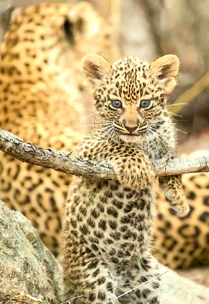 Африканская Саванна гепард