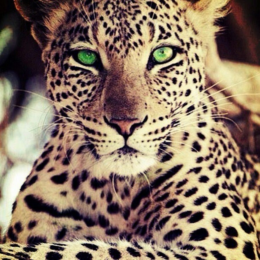 Красивые Дикие кошки