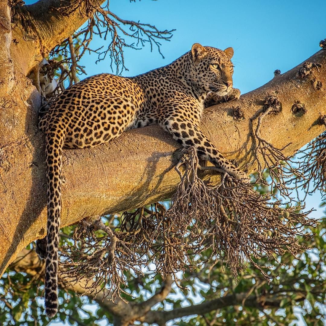Леопард картинки животного