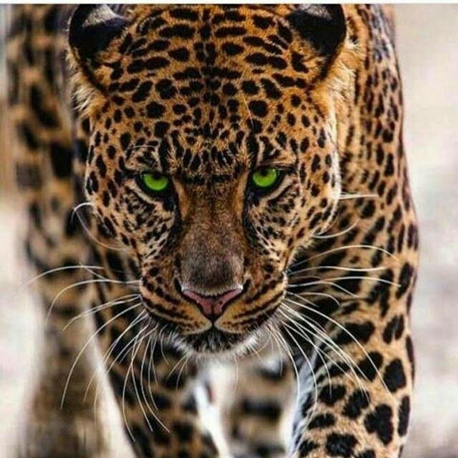 Леопард смешно