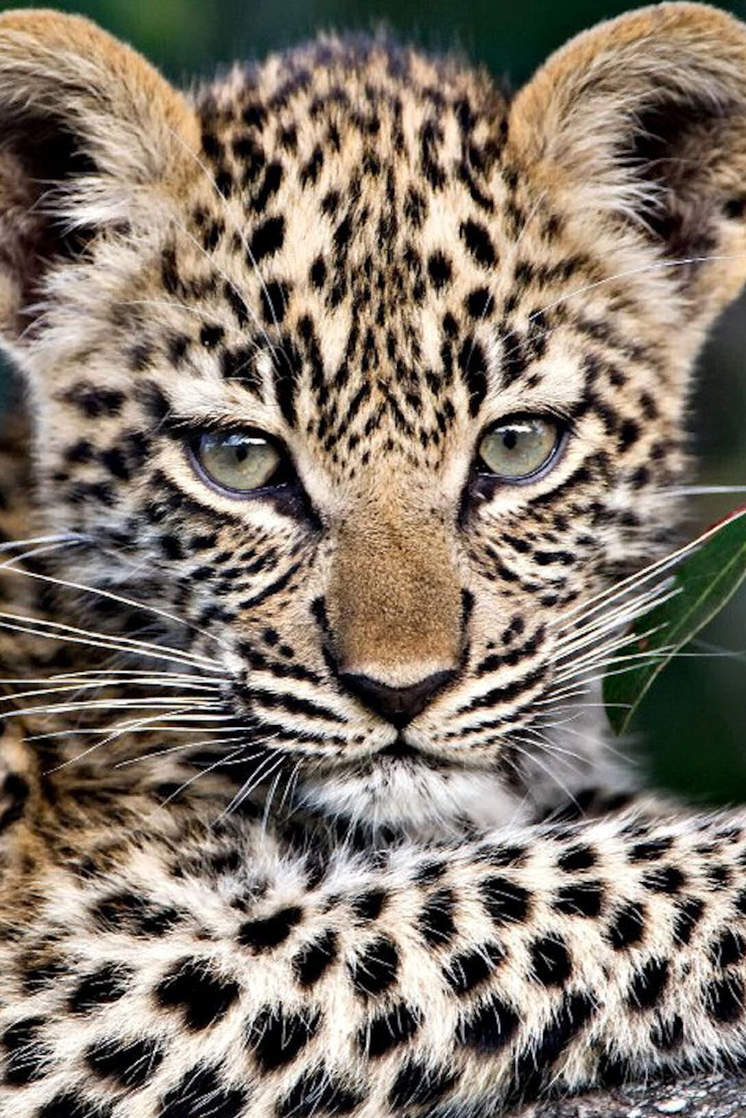 Леопард маскировка