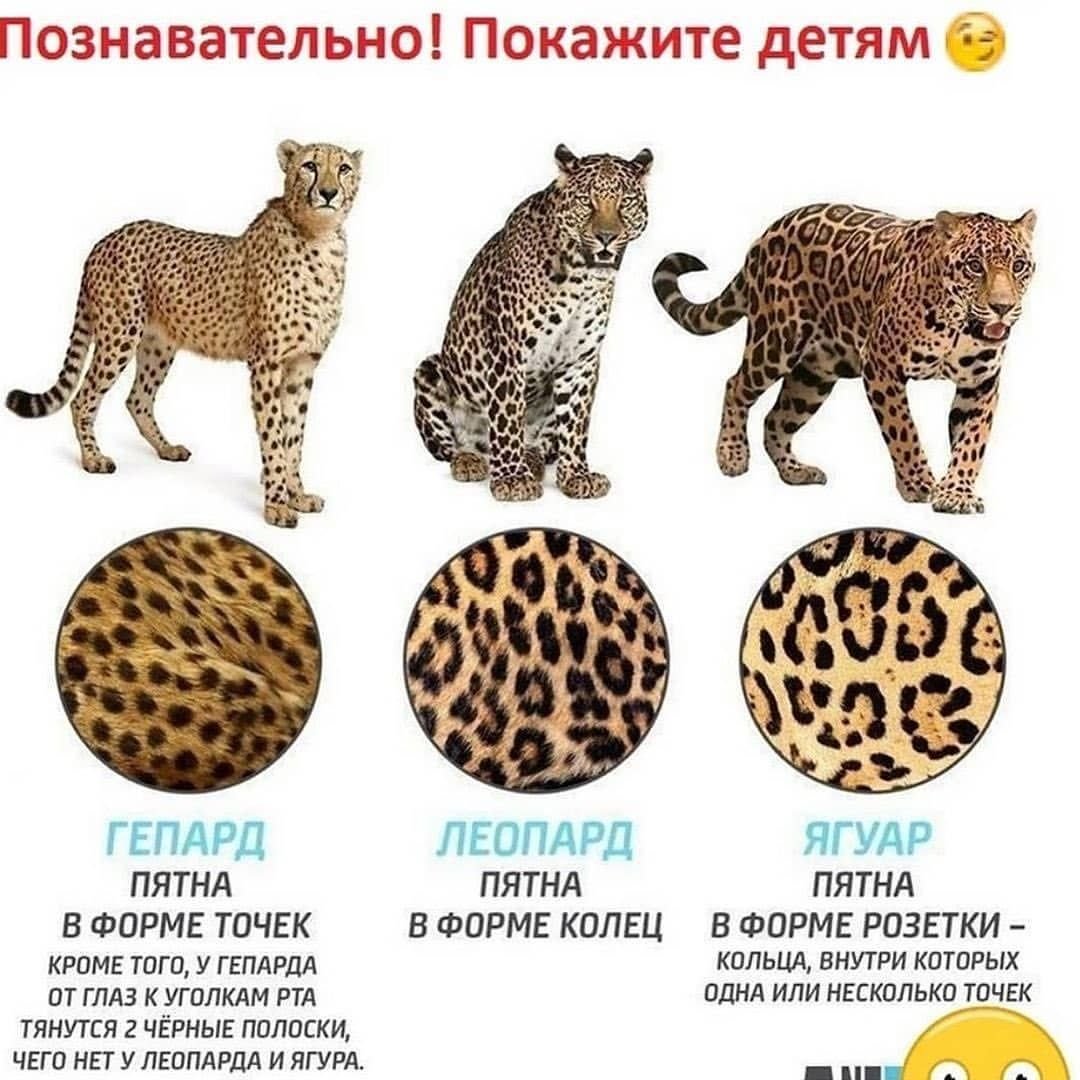 Анатолийский леопард