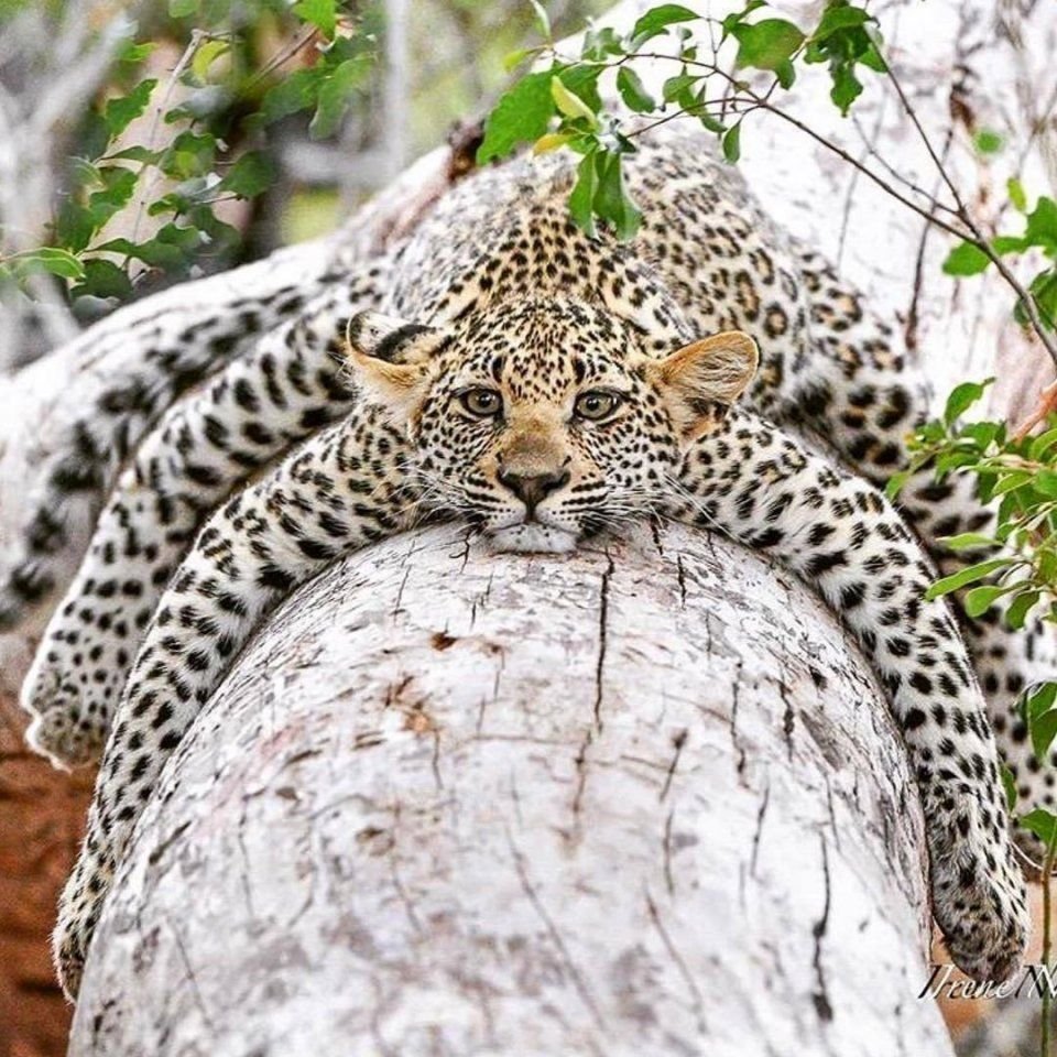 Дальневосточный леопард пантера