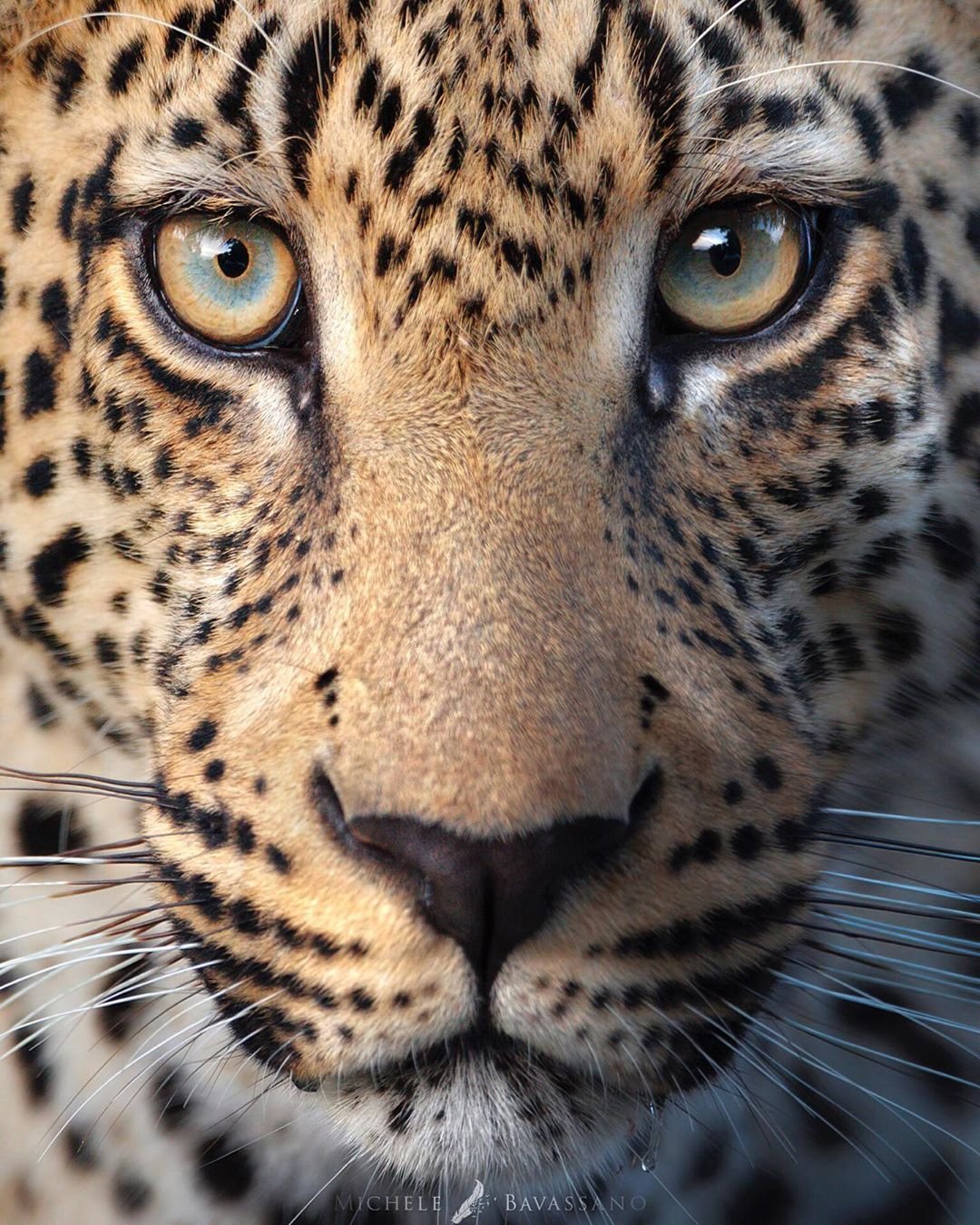 Глаза леопарда