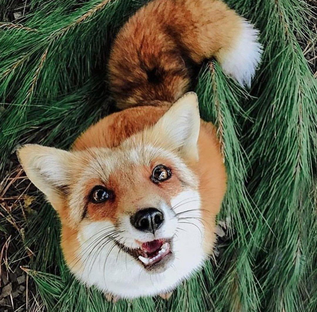 Призрак лисы