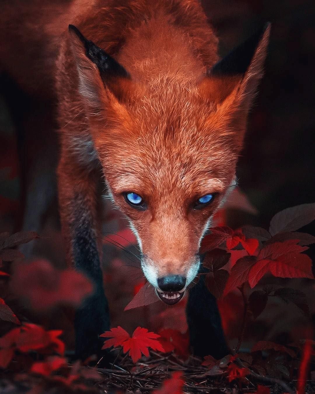 Лиса с голубыми глазами