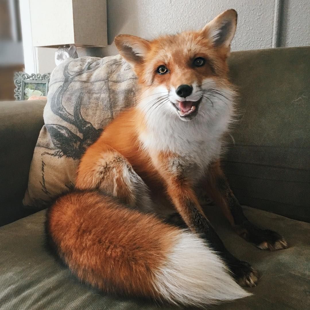 Лис в костюме