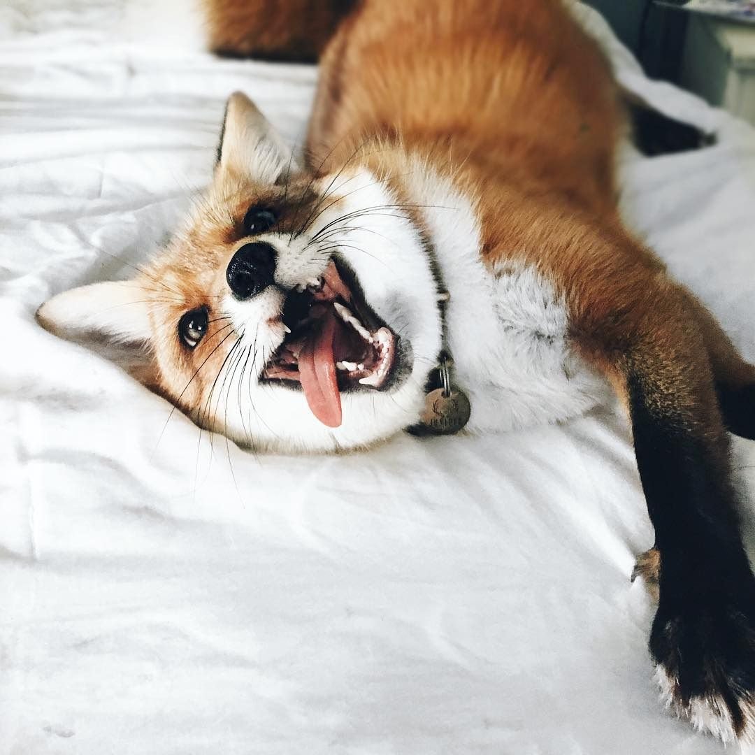 Лиса породы Джунипер