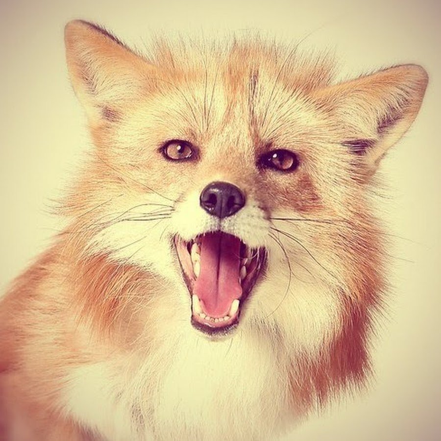 Art of Silverfox лисята кофе