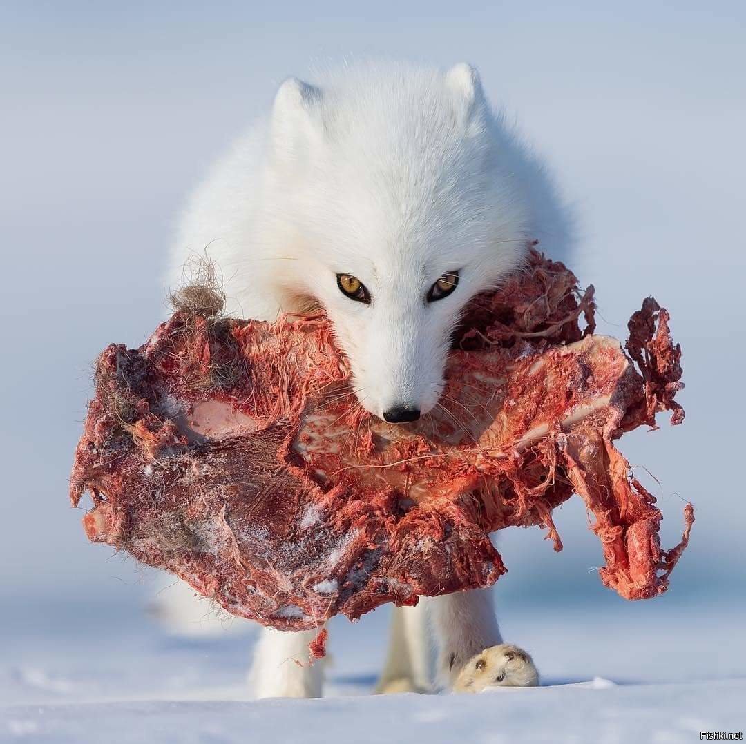 Лиса породы Джунипер