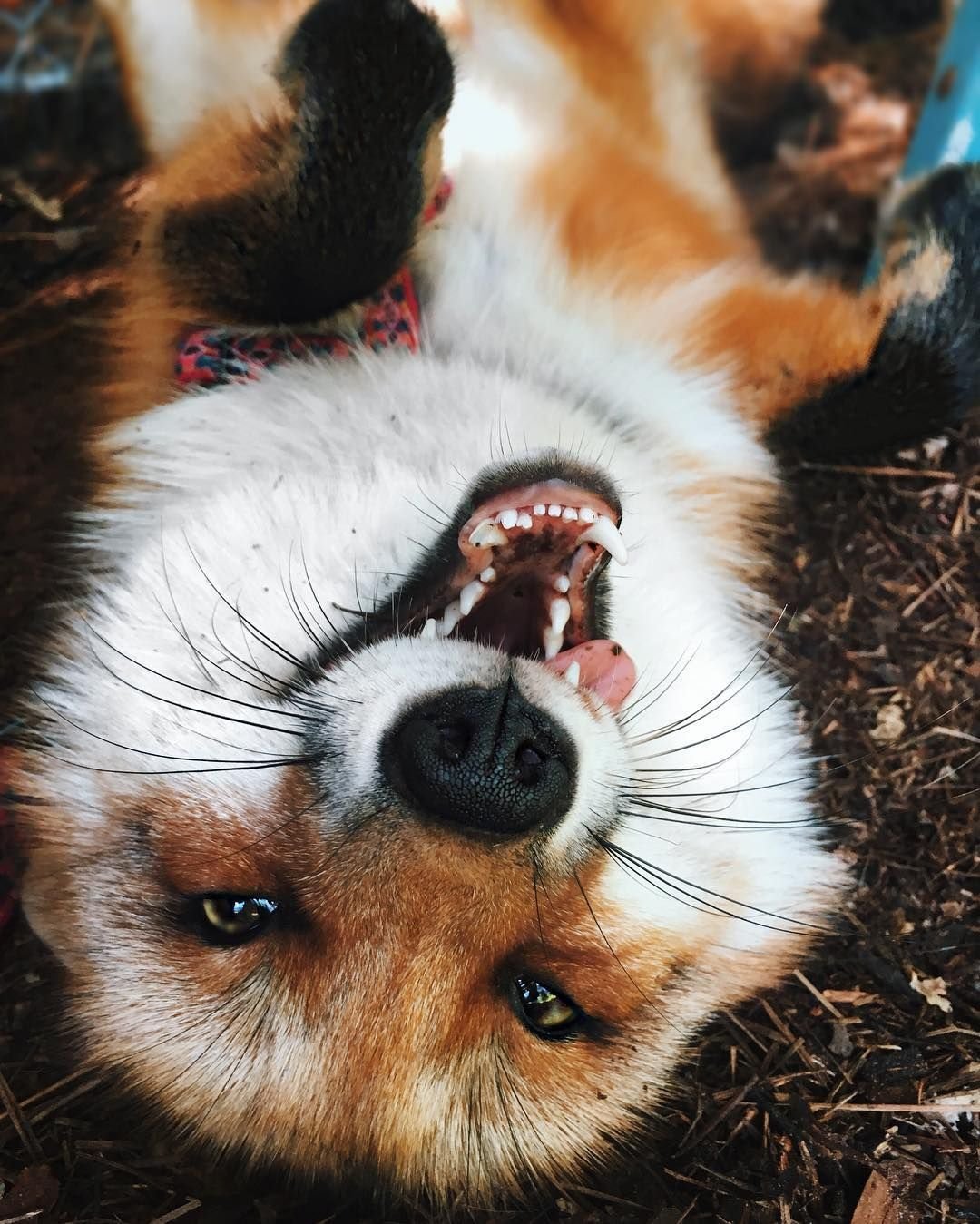 Серьезный Лис