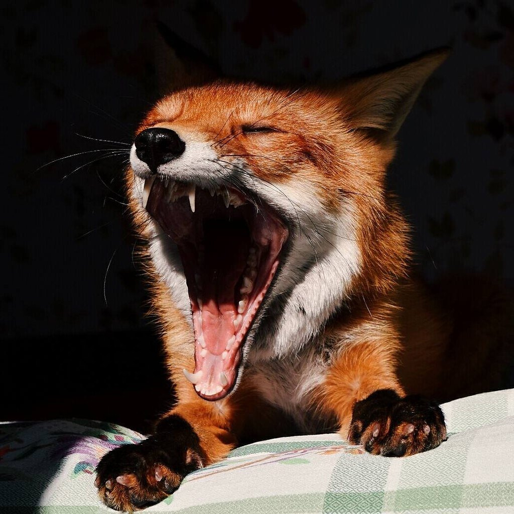 Пол лица лисы