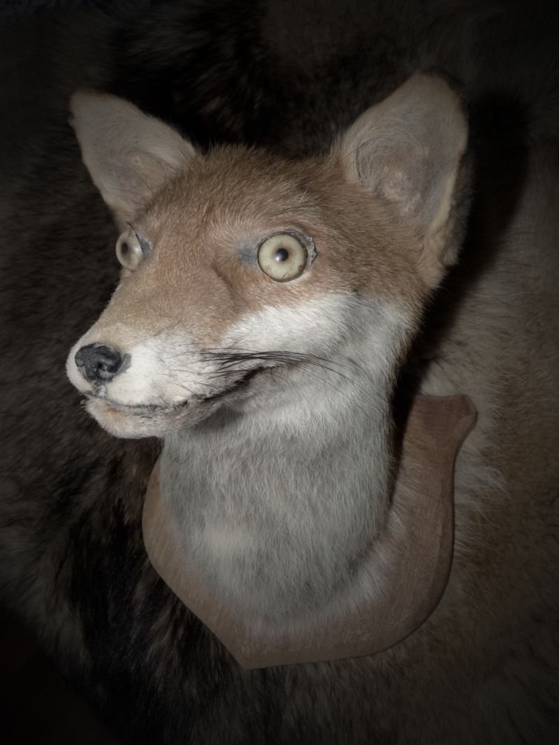 Страшная лиса картинка