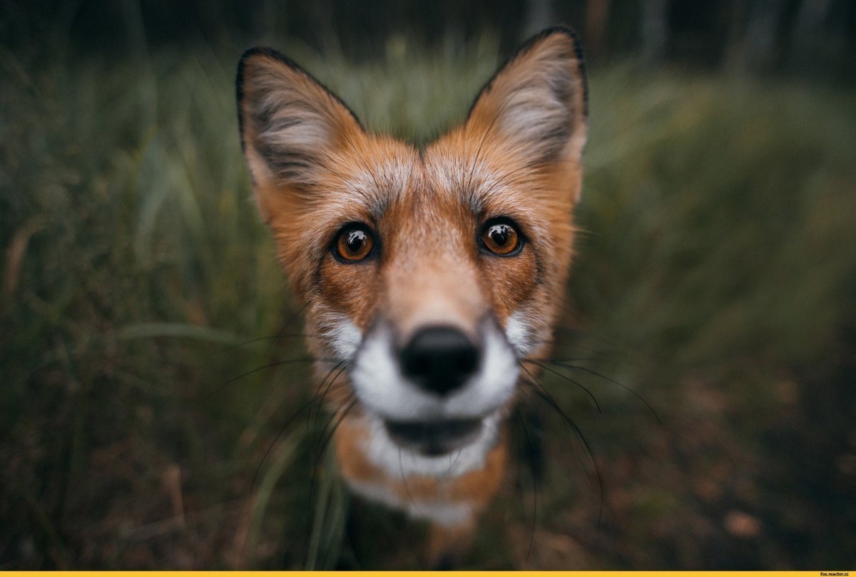 Страшная лиса